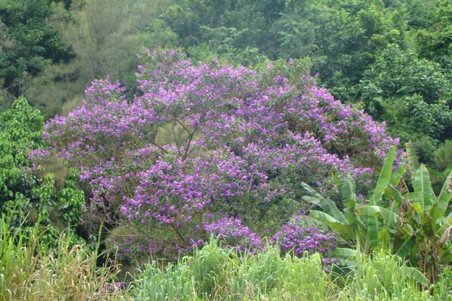 Casa De Campo Dos Sonhos Cachoeiras de Macacu Ngoại thất bức ảnh